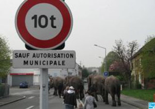 Nord: les éléphants du Cirque Arlette Gruss en infraction routière à Dunkerque