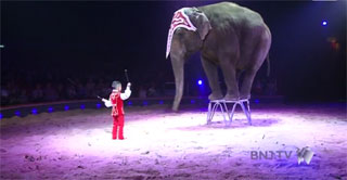 Suisse: le Cirque Knie envoûte le public jurassien à Délémont