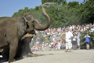 Suisse: la baignade des éléphants du Cirque Knie à Neuchtel