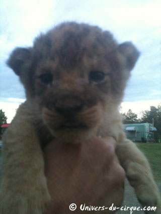 Naissance de deux lionceaux au Cirque Lydia Zavatta