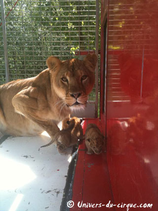 Naissance de deux lionceaux au Cirque Lydia Zavatta