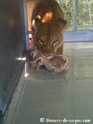 Naissance de deux lionceaux au Cirque Lydia Zavatta