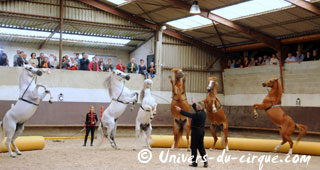 Haute-Marne: Sacha Houcke et Gaby Dew au Haras de Montier en Der