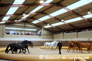 Haute-Marne: Sacha Houcke et Gaby Dew au Haras de Montier en Der
