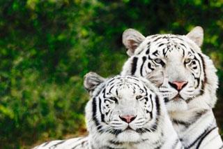 Dordogne: clowns et tigres font leur cirque chez Warren Zavatta à Port-Sainte-Foy