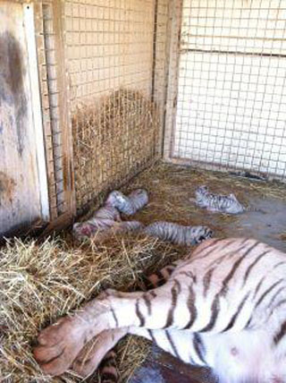 Loir-et-Cher: naissance de 5 tigres blancs au Cirque Maximum à Blois