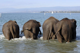 Suisse: le bain des éléphants du Cirque Knie prend le bouillon à Lausanne