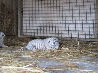 Eure: les bébés tigres du Cirque Maximum à Bernay