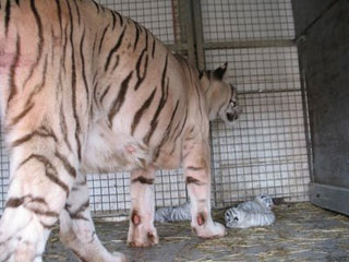 Eure: les bébés tigres du Cirque Maximum à Bernay