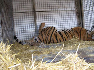 Eure: les bébés tigres du Cirque Maximum à Bernay