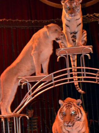Tarn: le Cirque de Venise à Castres du 11 au 16 octobre 2011