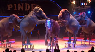 Paris: le Cirque Pinder sur la Pelouse de Reuilly à l'honneur sur TF1