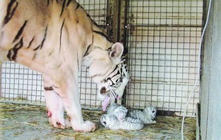 Lot-et-Garonne: baptême des tigres sous le chapiteau du Cirque Amar à Marmande