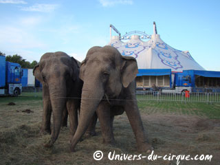 Oise: les éléphants de La Piste aux Etoiles animent Chantilly pour les fêtes de fin d'année