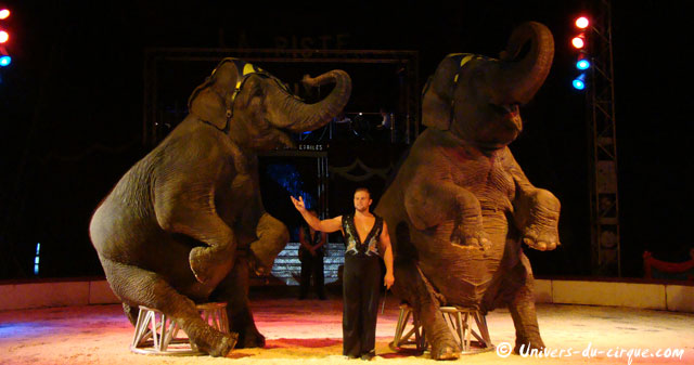 Oise: les éléphants de La Piste aux Etoiles animent Chantilly pour les fêtes de fin d'année