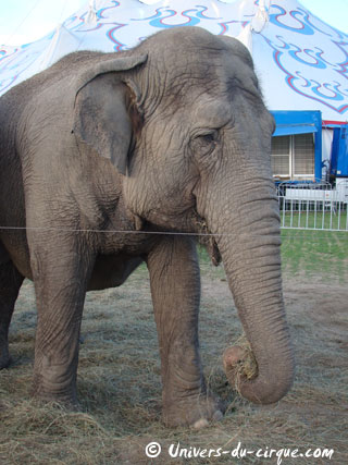 Oise: les éléphants de La Piste aux Etoiles animent Chantilly pour les fêtes de fin d'année
