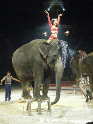 Paris: extrait vidéo des éléphants de Joe Gartner au Cirque Pinder