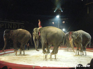 Paris: extrait vidéo des éléphants de Joe Gartner au Cirque Pinder