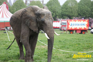 Belgique: le Cirque Alexandre Bouglione doit dire adieu à son éléphant Jenny