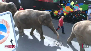 Suisse: la baignade des éléphants Knie à Neuchâtel à l'honneur sur la RTS
