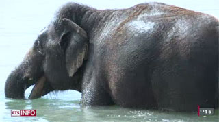 Suisse: la baignade des éléphants Knie à Neuchâtel à l'honneur sur la RTS