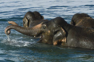 Suisse: le bain des éléphants du Cirque Knie à Lausanne en images