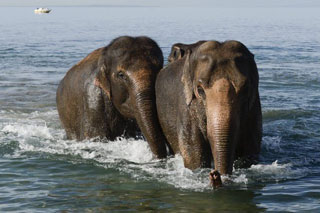 Suisse: le bain des éléphants du Cirque Knie à Lausanne en images