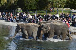 Suisse: le bain des éléphants du Cirque Knie à Lausanne en images
