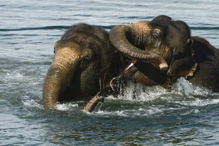 Suisse: le bain des éléphants du Cirque Knie à Lausanne en images