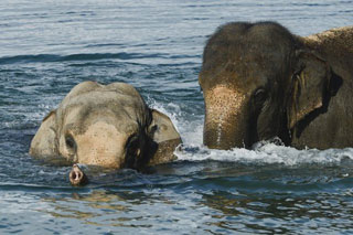 Suisse: le bain des éléphants du Cirque Knie à Lausanne en images