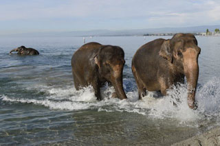 Suisse: le bain des éléphants du Cirque Knie à Lausanne en images
