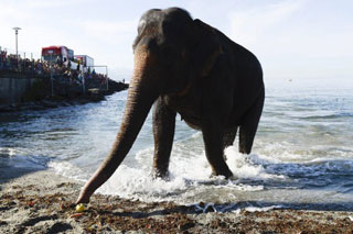 Suisse: le bain des éléphants du Cirque Knie à Lausanne en images