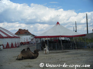 Autriche: le Circus Safari à Salzbourg du 27 septembre au 15 octobre 2012