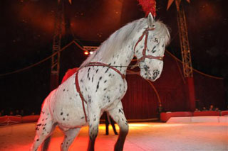 Côte-d'Or: le spectacle 2012 du Cirque Luigi Zavatta à Perrigny-Les-Dijon en images