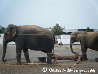 Allemagne: le Circus Carl Busch à Nuremberg du 05 au 23 octobre 2012