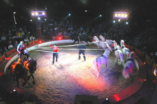 Corse: 3 jours de prouesses avec le Festival International du Cirque de Corse à Ajaccio