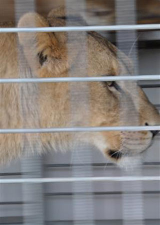 Saône-et-Loire: 25 artistes, 80 animaux avec le Cirque Achille Zavatta Fils à Tournus