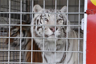 Saône-et-Loire: 25 artistes, 80 animaux avec le Cirque Achille Zavatta Fils à Tournus