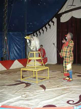  Saône-et-Loire: le Cirque Lydia Circus a enchanté le village de Tramayes