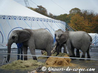 Nord: derniers jours de l'édition 2012 de la Grande Fête Lilloise du Cirque