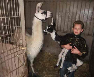 Côte-d'Or: un lama du Cirque Luigi Zavatta naît à Seurre