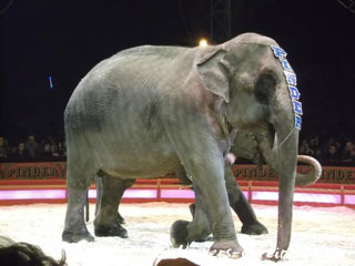 Paris: les éléphants du Cirque Pinder de retour en piste sur la Pelouse de Reuilly