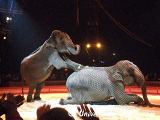 Paris: les éléphants du Cirque Pinder de retour en piste sur la Pelouse de Reuilly