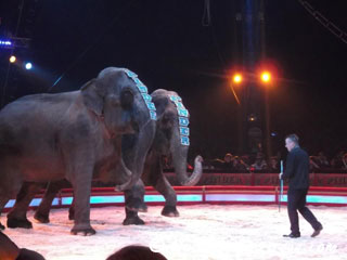 Paris: les éléphants du Cirque Pinder de retour en piste sur la Pelouse de Reuilly