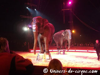 Paris: les éléphants du Cirque Pinder de retour en piste sur la Pelouse de Reuilly