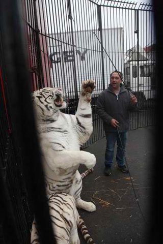 Pas-de-Calais: celui qui domptait les animaux du Cirque Maximum à Saint-Quentin