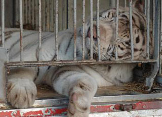 Haute-Garonne: peut-on faire un cirque sans animaux? au Cirque Amar à Muret