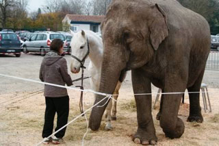 Charente-Maritime: le cirque d'Impérial Show privé du spectacle de l'éléphant et de tigres à Saintes