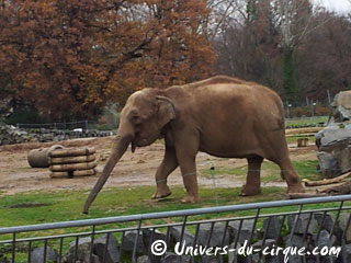 Rhône: les éléphantes Baby et Népal du Cirque Pinder au Parc de la Tête d'Or à Lyon en images
