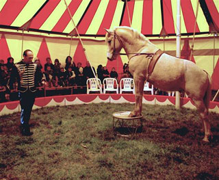 Côte-d'Or: le Cirque Européen a monté son chapiteau sur la place du village à Longecourt-en-Plaine